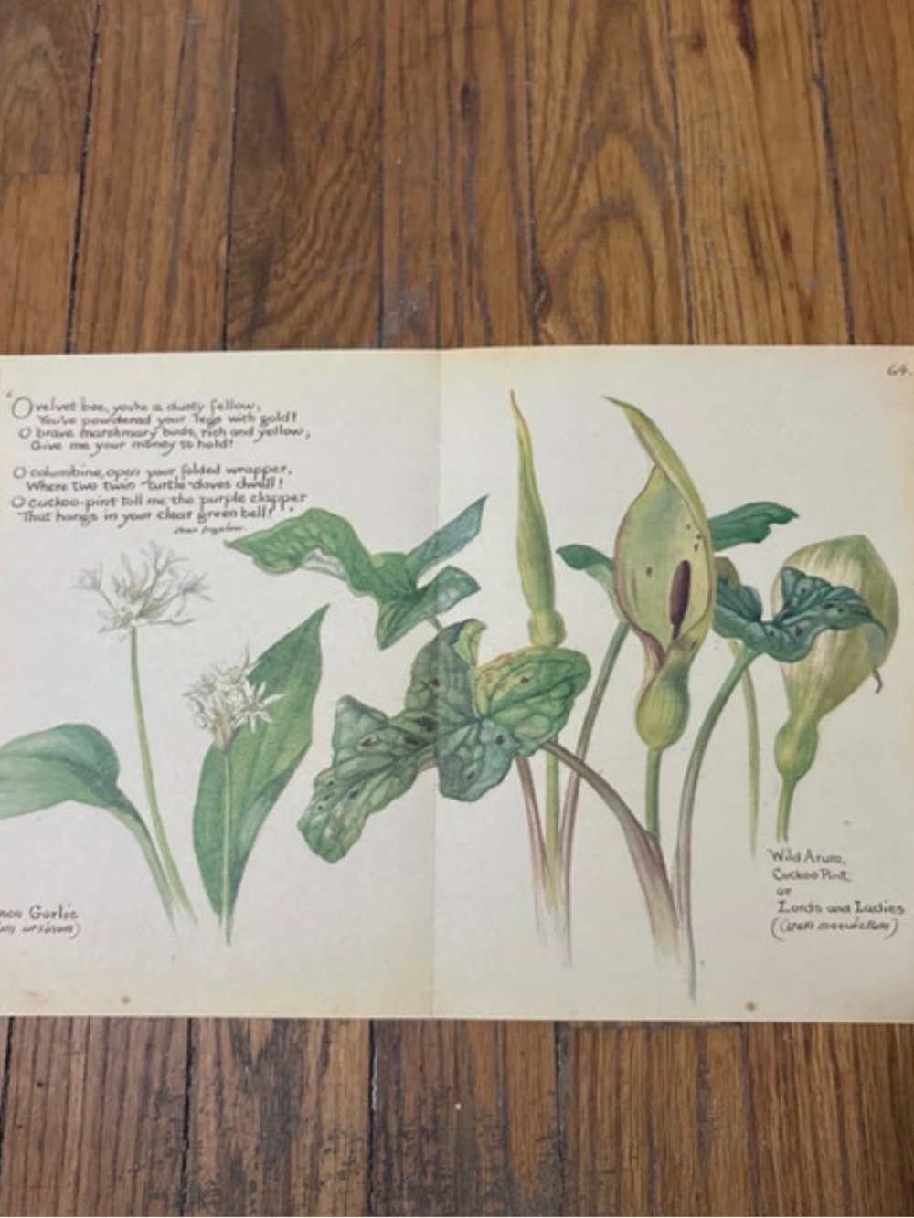 1977 Botanical Art Print - Green Arum & Wild Garlic Illustration 14x9